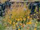 Burnley Plant Trials photo by Sarah Pannell