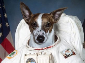 EWF First Dog on the Moon