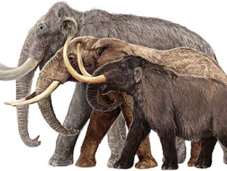 AM Mammoths Illustration by Velizar Simeonovski © The Field Museum