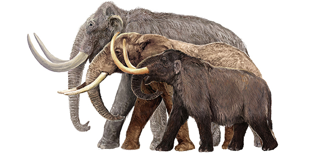 AM Mammoths Illustration by Velizar Simeonovski © The Field Museum