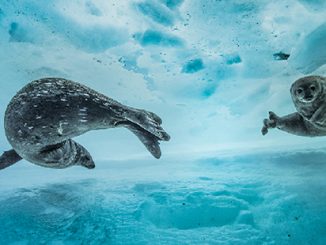 Wildlife Photographer of the Year - Laurent Ballesta - Swim gym