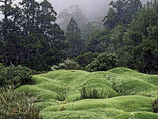 MGA Peter Dombrovskis - Cushion plants, Mount Anne, 1984