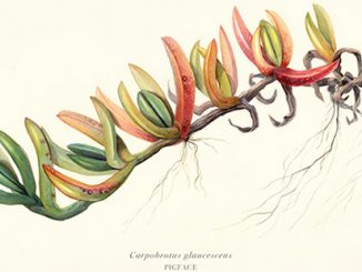 Rachel-Klyve-Carpobrotus-glaucescens-courtesy-Australian-Museum