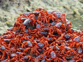 Christmas-Island-Red-Crabs