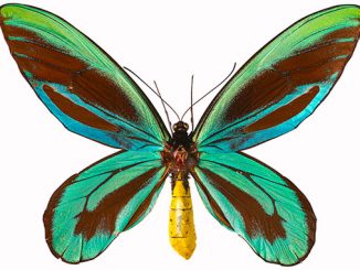 MM Queen Alexandra's Birdwing Butterfly courtesy of The Trustees of the Natural History Museum London