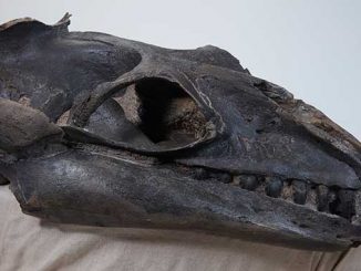 Museums-Victoria-Janjucetus-hunderi-skull-photo-by-Benjamin-Healley
