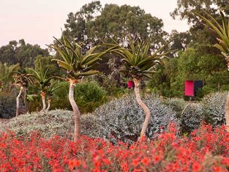 OHB22-Bendigo-Botanic-Gardens-Garden-for-the-Future-photo-by-Alison-Hoelzer