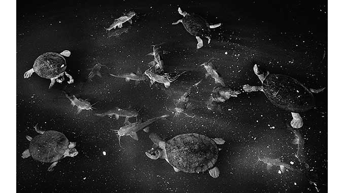 Trent Parke Catfish and turtles Roper River Northern Territory 2011
