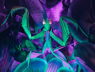 Melbourne Museum Orchid Mantis in Bug Lab - photo by Joel Checkley