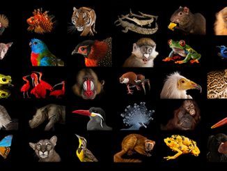 National Geographic Photo Ark - photo by Joel Sartore