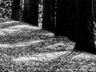 The whispering forest of memories