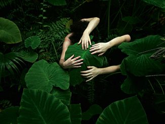 Adelaide Biennial of Australian Art Tamara Dean, Elephant ear (Alocasia odora), 2017