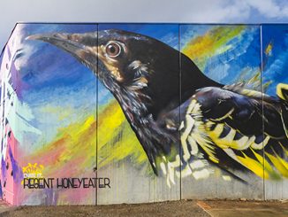 Wall to Wall Street Art Festival Dvate Regent Honeyeater