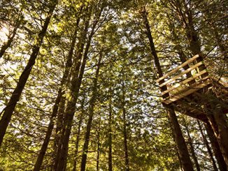 Tree House
