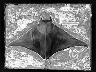 Common Eagle Ray, Myliobatis aquila