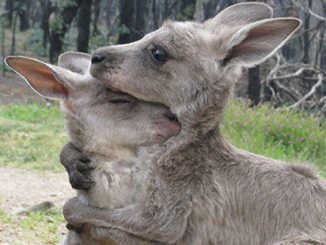 Museums Victoria Young kangaroos at the Wildhaven Wildlife Shelter on 13 October 2009 - photo by Stella Reid