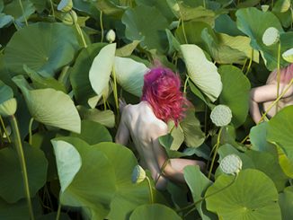 NAG Tamara Dean, Sacred Lotus (Nelumbo nucifera) in Summer, 2018 (detail)