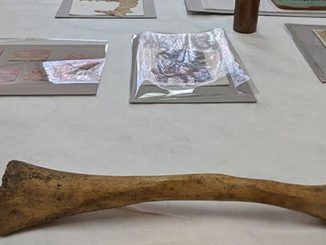 GAC Elephant Bone
