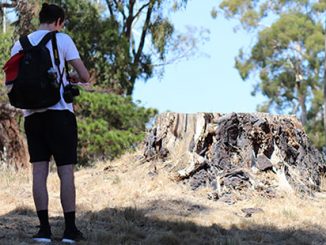 UNISA A student undertaking field work for the Witness Tree Project