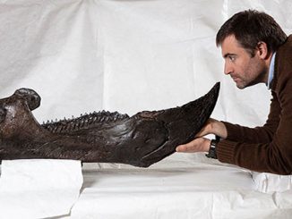 Museums-Victoria-Dr-Erich-Fitzgerald-looking-at-the-lower-jaw-of-the-Triceratops-photo-by-John-Broomfield