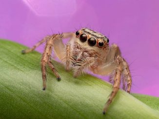 Bridgette-Gower-Disco-Bugs-courtesy-of-Head-On-Photo-Festival
