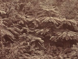 Anson-Brothers-Studio-Fern-Tree-Gully-Hobart-Town-Tasmania-1887-(detail)