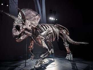 Triceratops-Fate-of-the-Dinosaurs-2022-Melbourne-Museum-photo-by-Eugene-Hyland