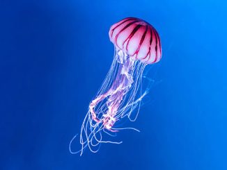 AAR-New-Theatre-Jellyfish