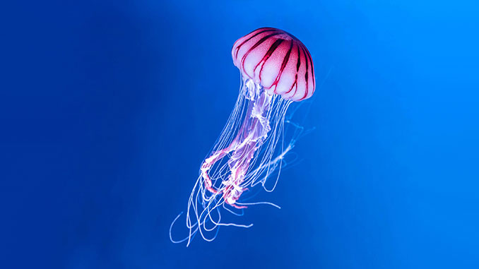 AAR-New-Theatre-Jellyfish