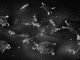 Trent Parke Catfish and turtles Roper River Northern Territory 2011