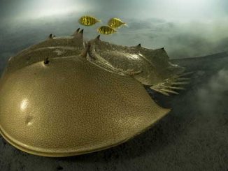 Laurent Ballesta Wildlife Photographer of the Year