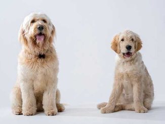 ANNIE Bodhi and Sandy photo by James Reiser