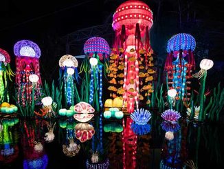 Magic By Moonlight Jellyfish