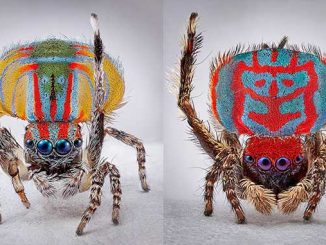 MCA Spiders of Paradise