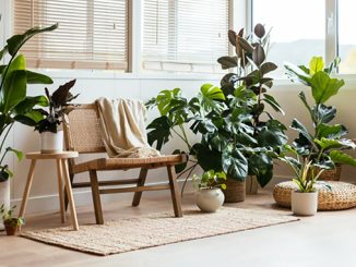 Plants enhance a living room courtesy of The Plants Project